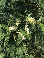 Слика од Acacia elata A. Cunn. ex Benth.