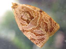 Image of Appleleaf-curling moth