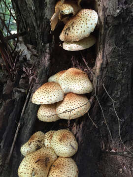 Image of Pholiota squarrosoides (Peck) Sacc. 1887