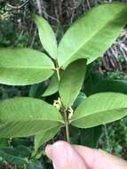 Plancia ëd Melodinus australis (F. Müll.) Pierre