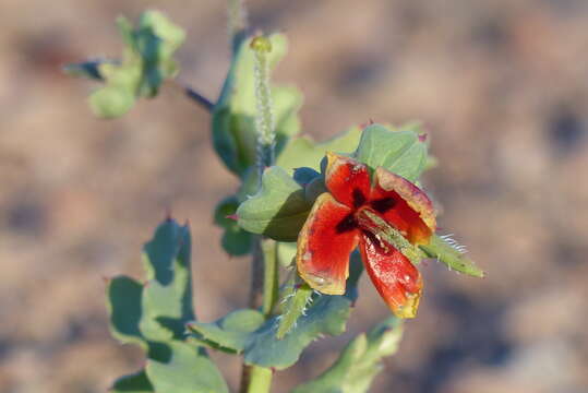 Image of Glaucium elegans Fisch. & C. A. Mey.