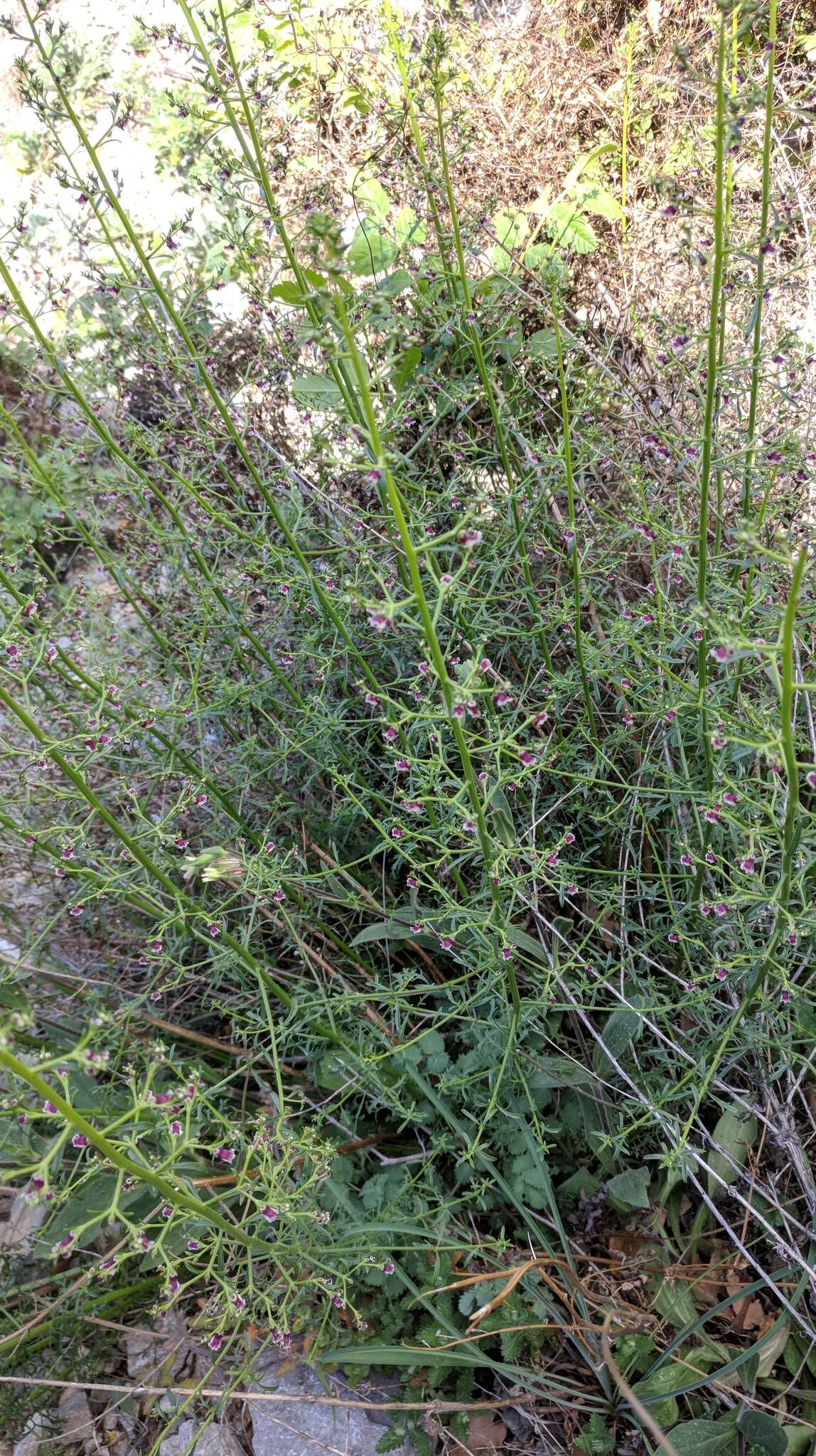 Image of Scrophularia canina subsp. bicolor (Sibth. & Sm.) W. Greuter