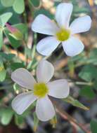 Plancia ëd Oxalis rubricallosa Oberl., Dreyer & Roets