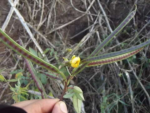 Image of septicweed