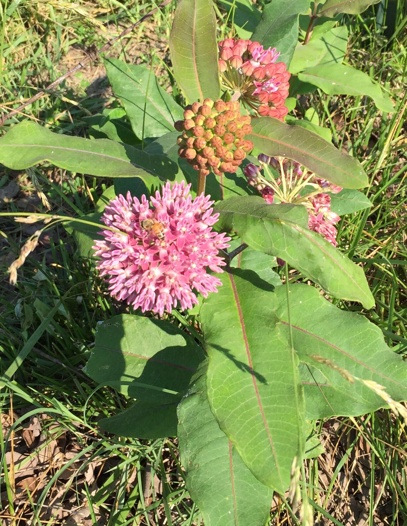 Image of purple milkweed