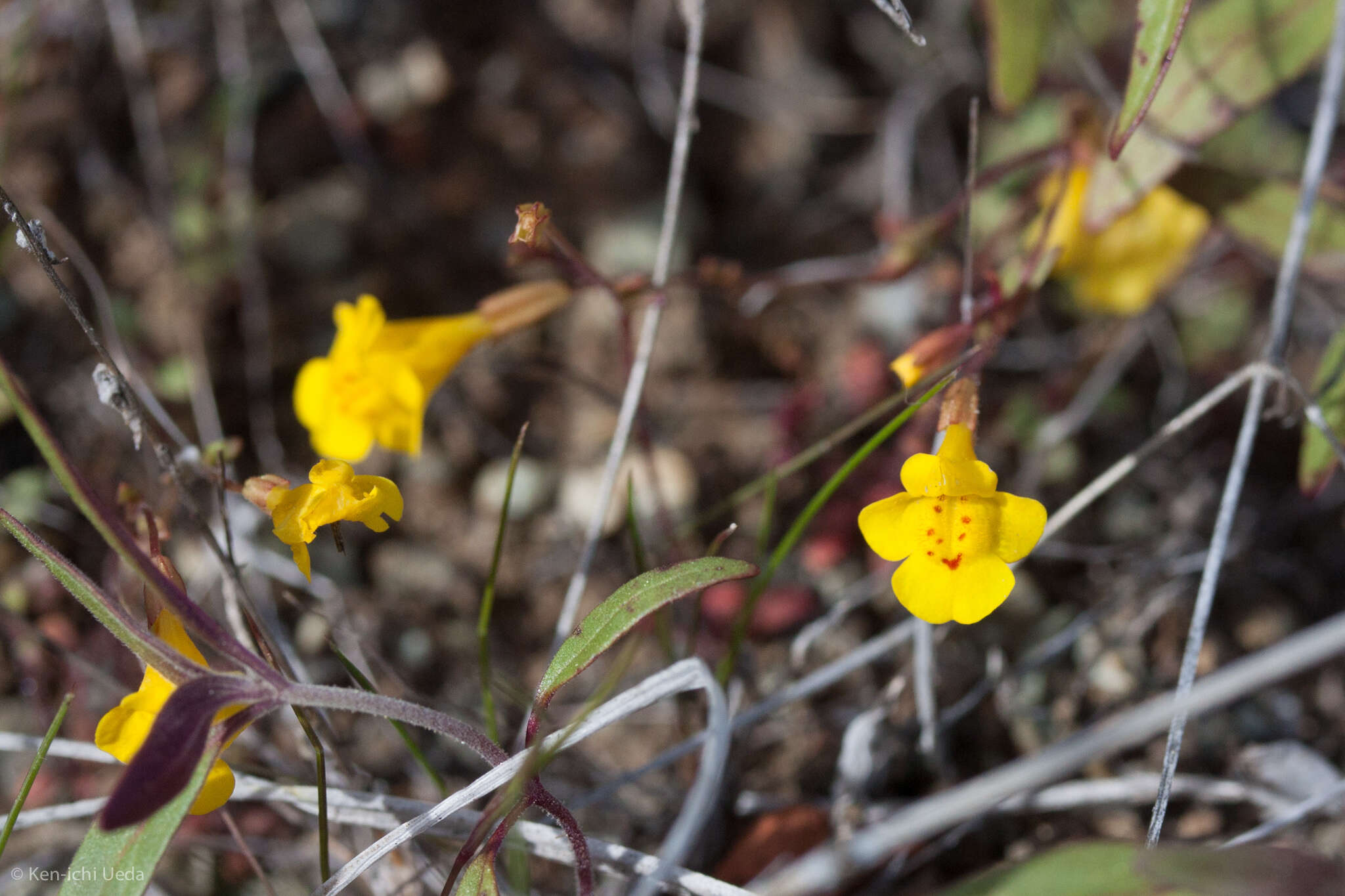 Image of Bare Monkey-Flower