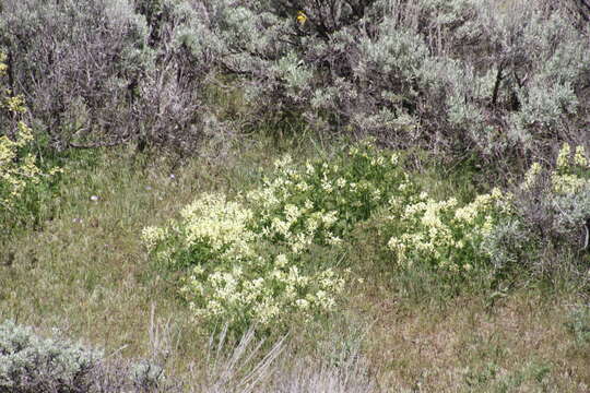 Imagem de Astragalus adanus A. Nelson