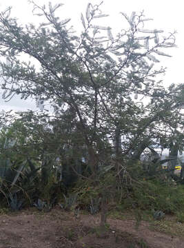 Imagem de Vachellia macracantha (Humb. & Bonpl. ex Willd.) Seigler & Ebinger