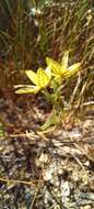 Image de Helianthemum aegyptiacum (L.) Miller