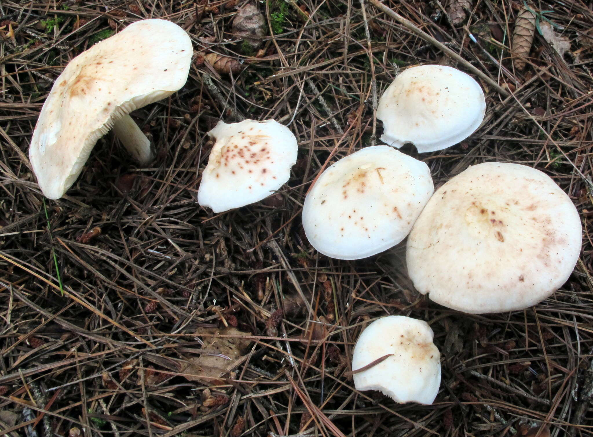 صورة Rhodocollybia maculata var. maculata