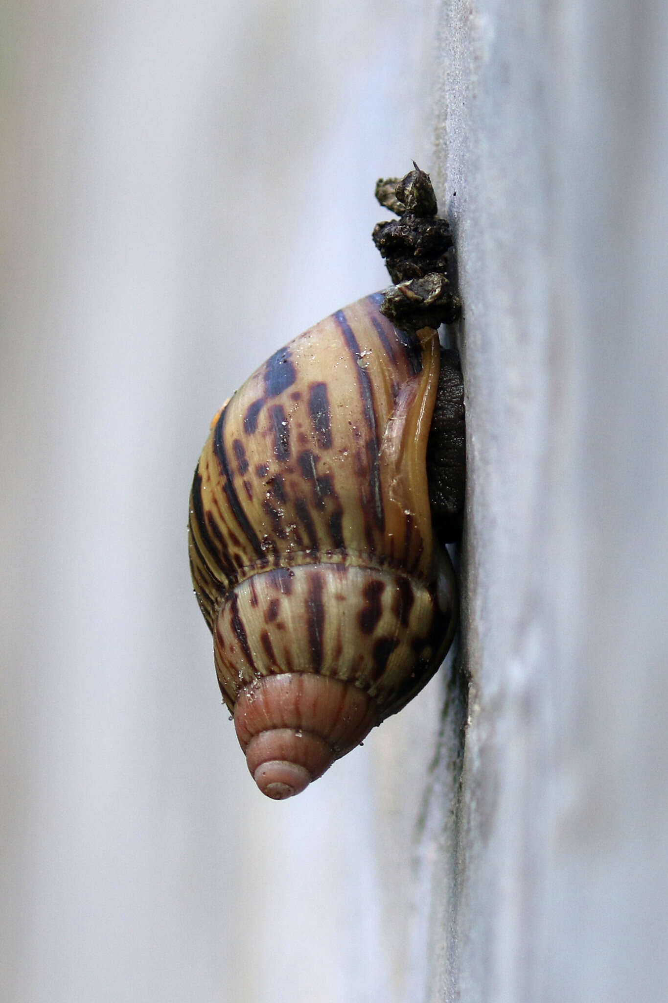 Image de Lissachatina zanzibarica