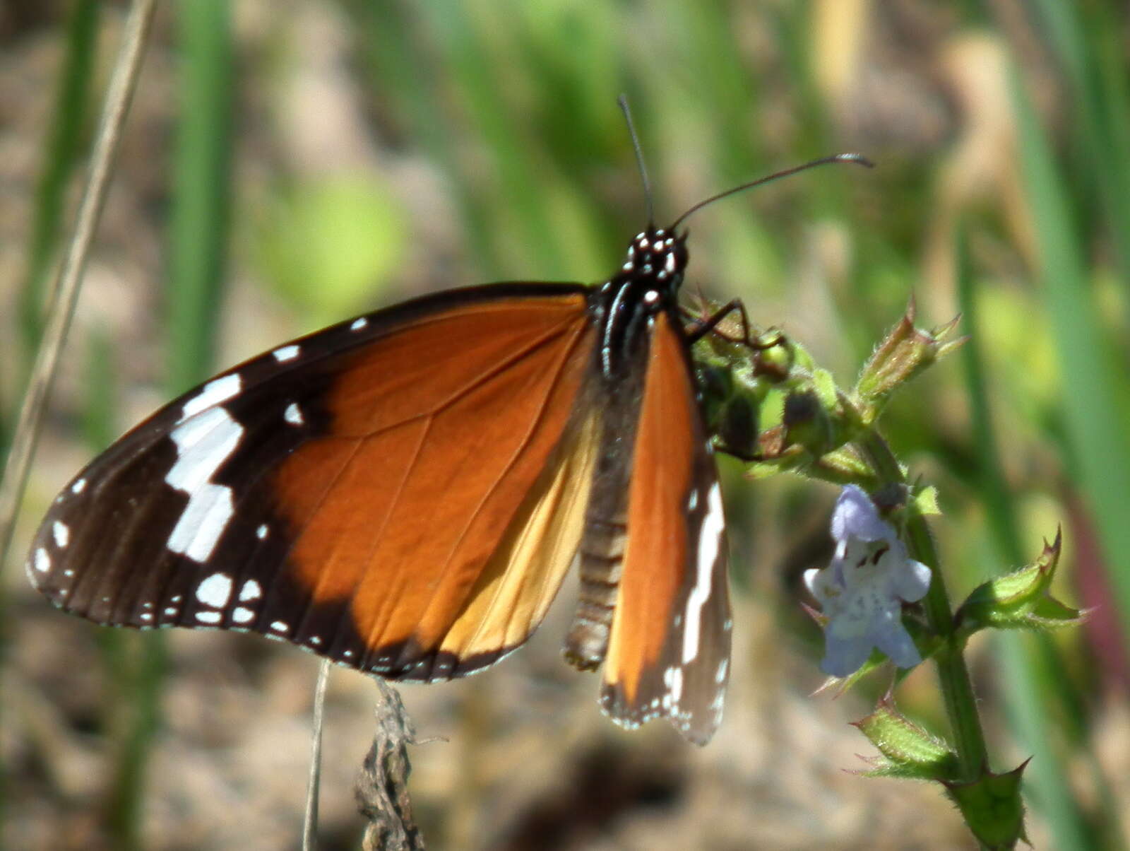 Image of <i>Danaus chrysippus orientis</i>