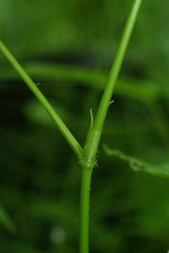 Sivun Persicaria dissitiflora (Hemsl.) H. Gross ex T. Mori kuva