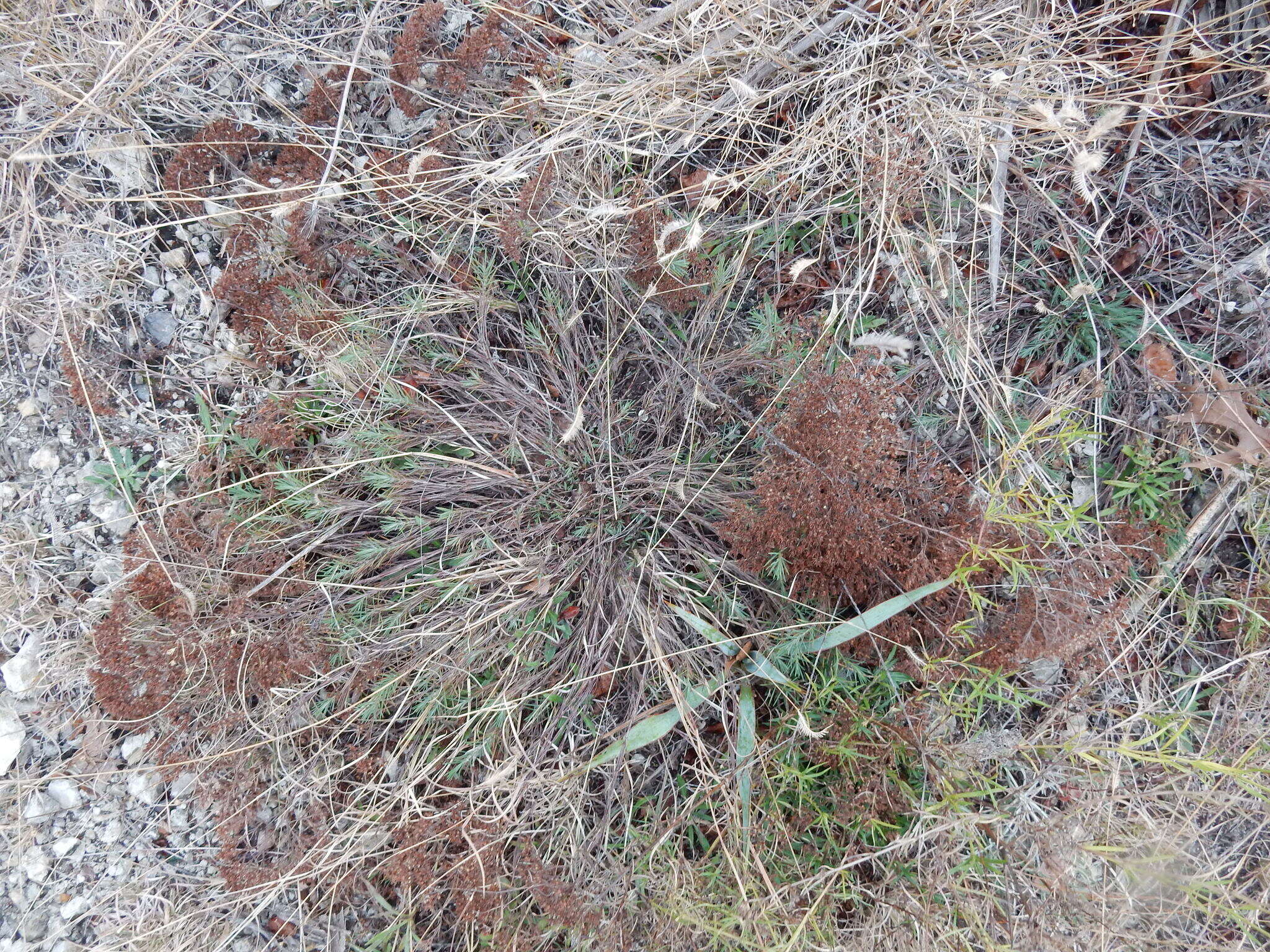 Image of yellow nailwort