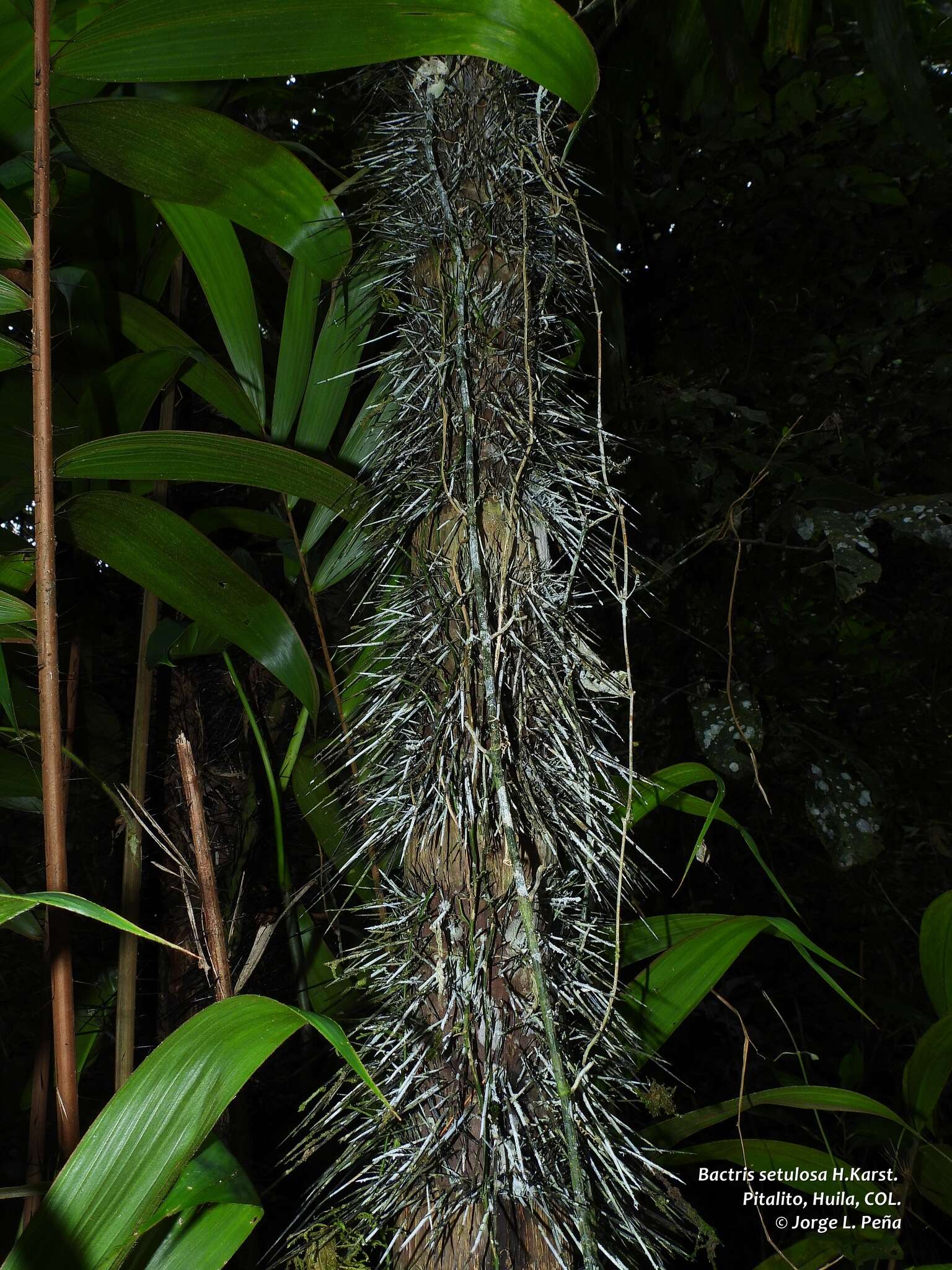 Image of Bactris setulosa H. Karst.