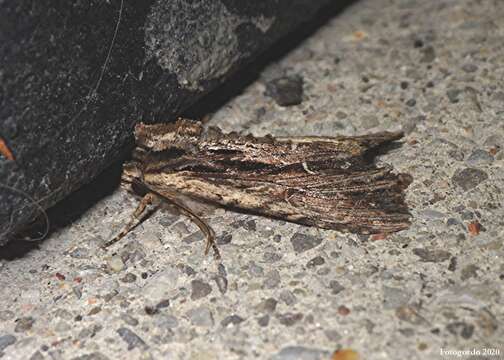 Image of Black-dashed Apamea