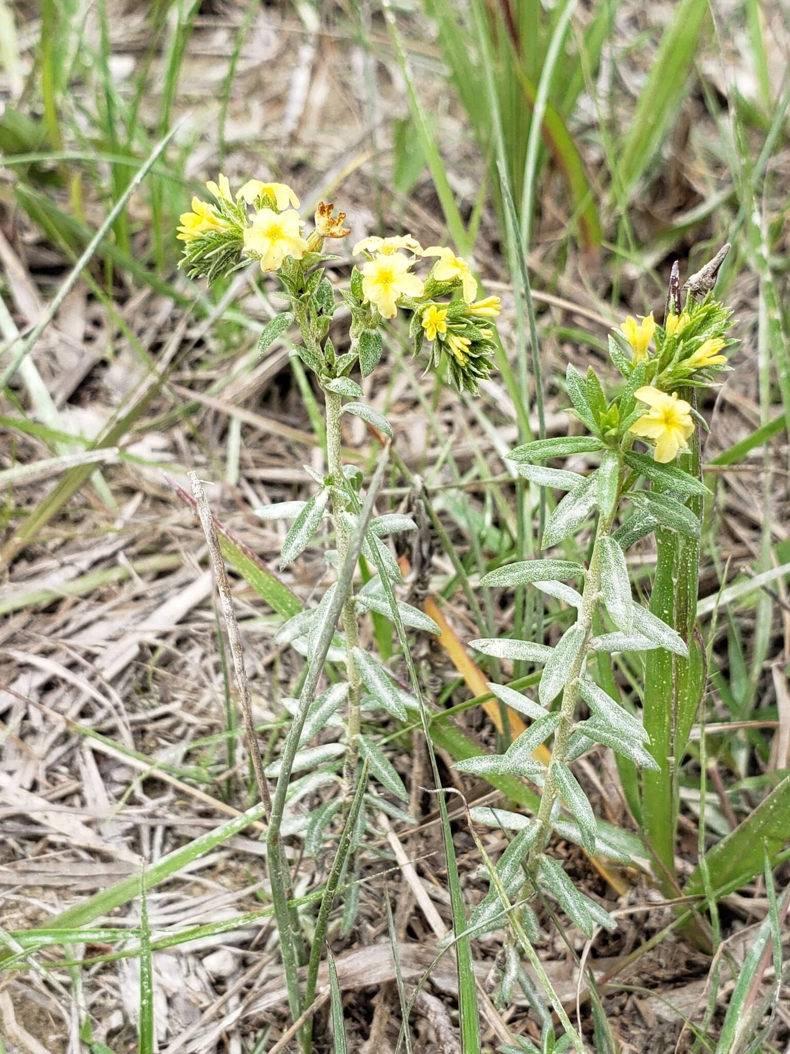 Image of Pineland Heliotrope