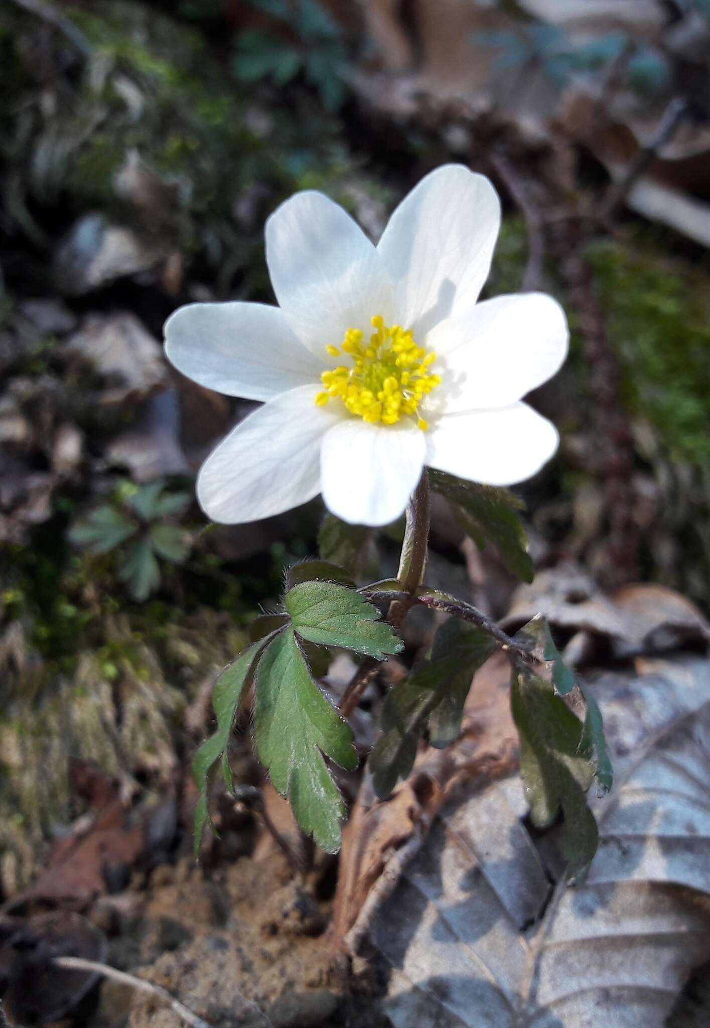 Image of European thimbleweed