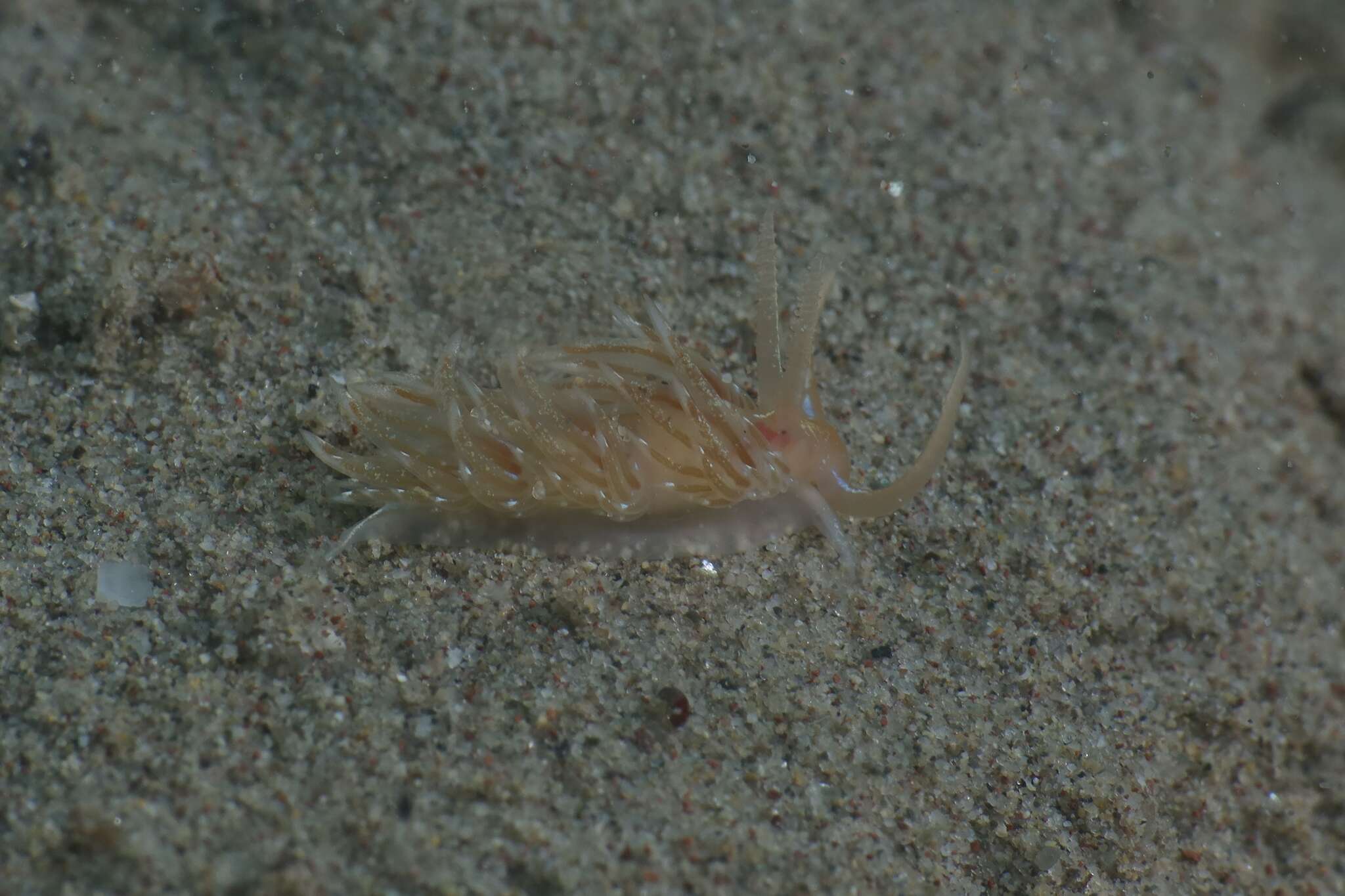 Image of Facelina vicina (Bergh 1882)