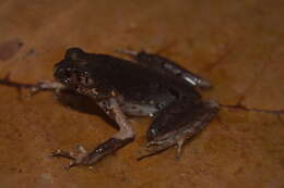Image of Gracile Litter Frog