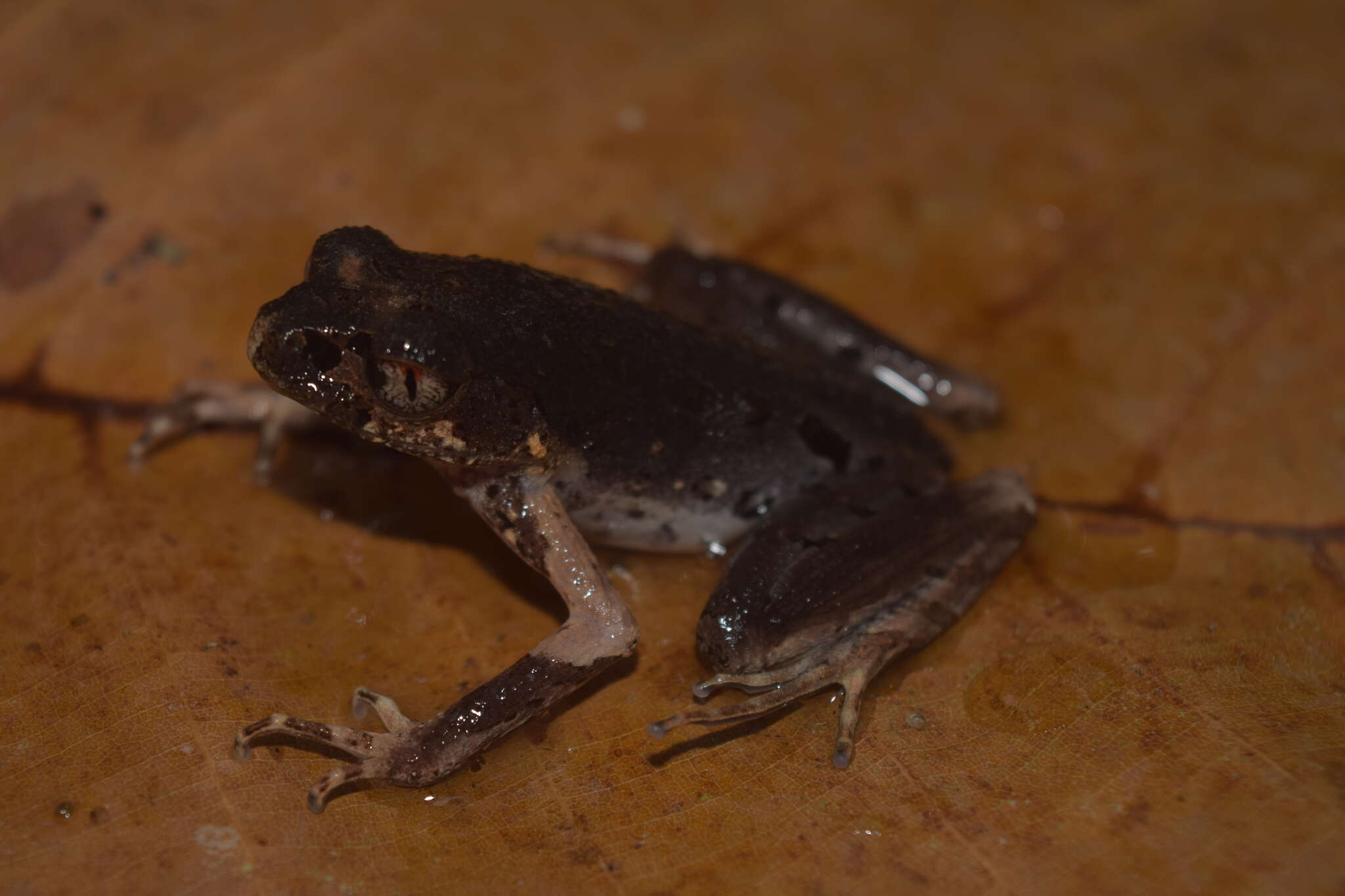 Image of Gracile Litter Frog