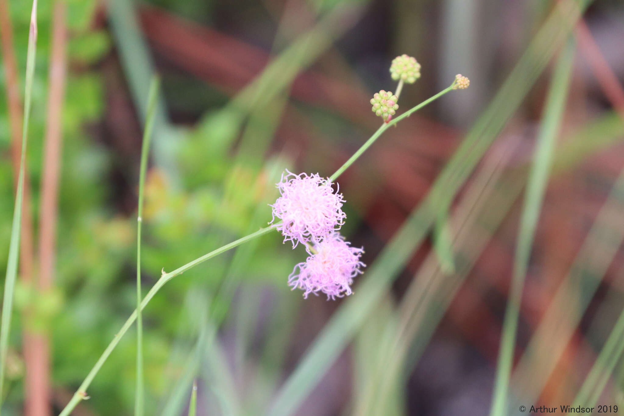 Image of Florida mimosa