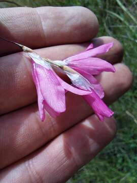 Image de Dierama dracomontanum Hilliard