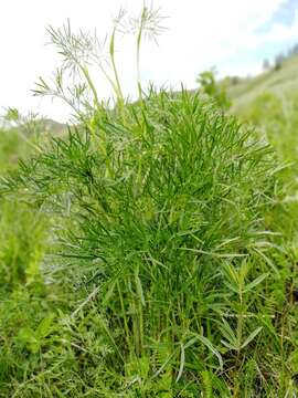 Слика од Peucedanum morisonii Besser