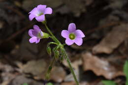 Image of Oxalis magnifica (Rose) Knuth