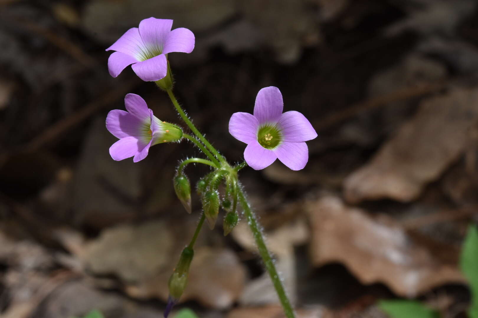 Слика од Oxalis magnifica (Rose) Knuth