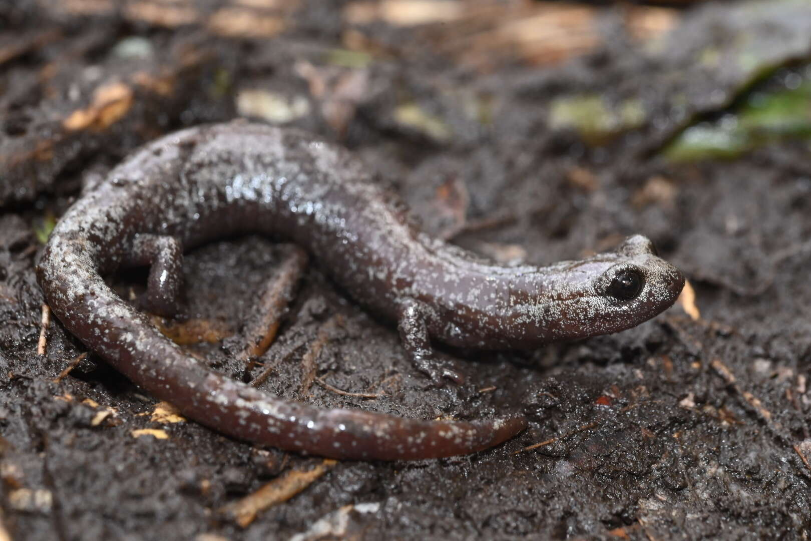 Image of Inyo Mountains Salamander