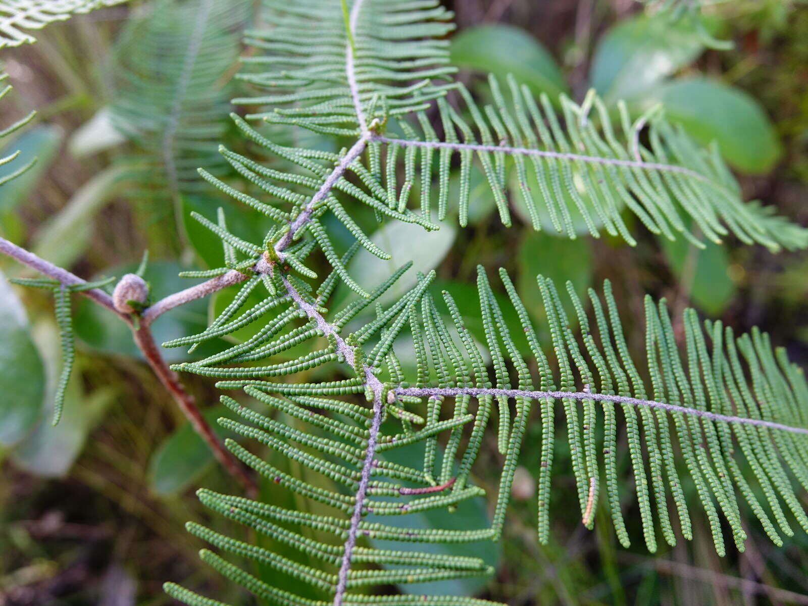 Image de Gleichenia dicarpa R. Br.