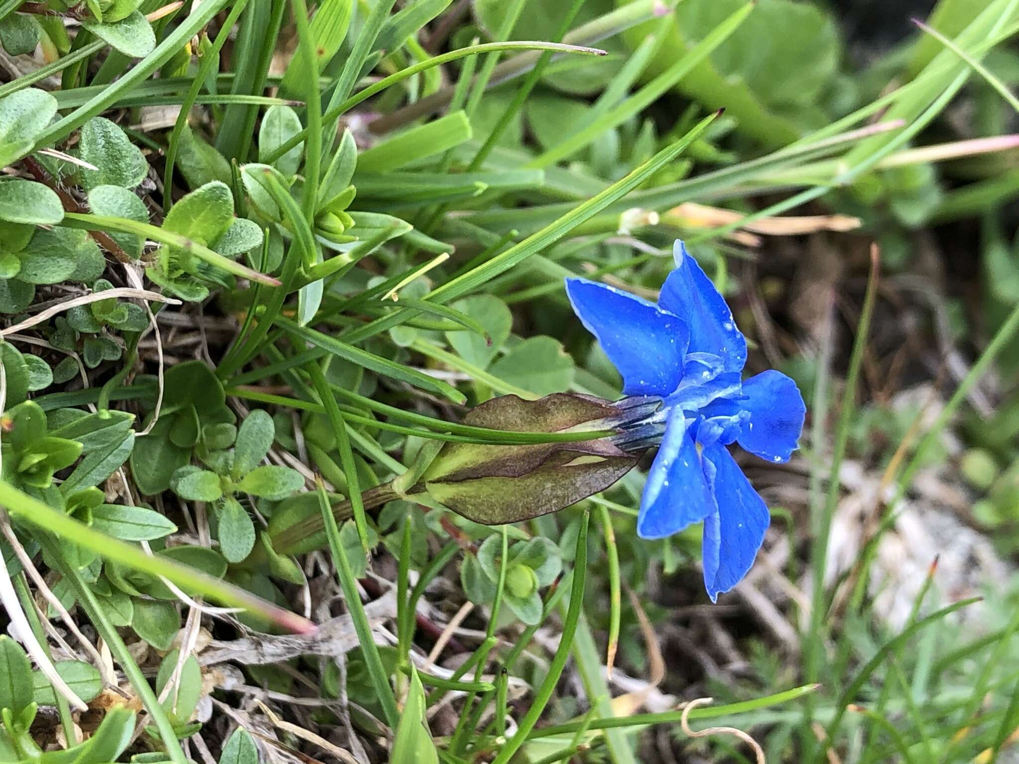 Image of Gentiana brachyphylla subsp. favratii (Rittener) Tutin