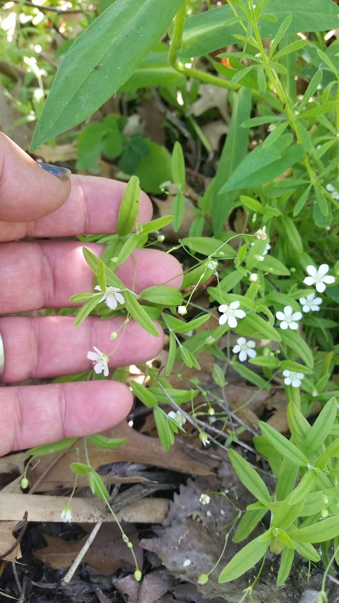 Image of Grove Sandwort