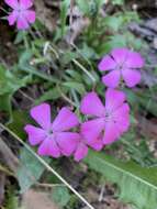 Слика од Silene caroliniana subsp. wherryi (Small) R. T. Clausen