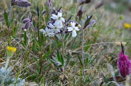 Image of pink campion