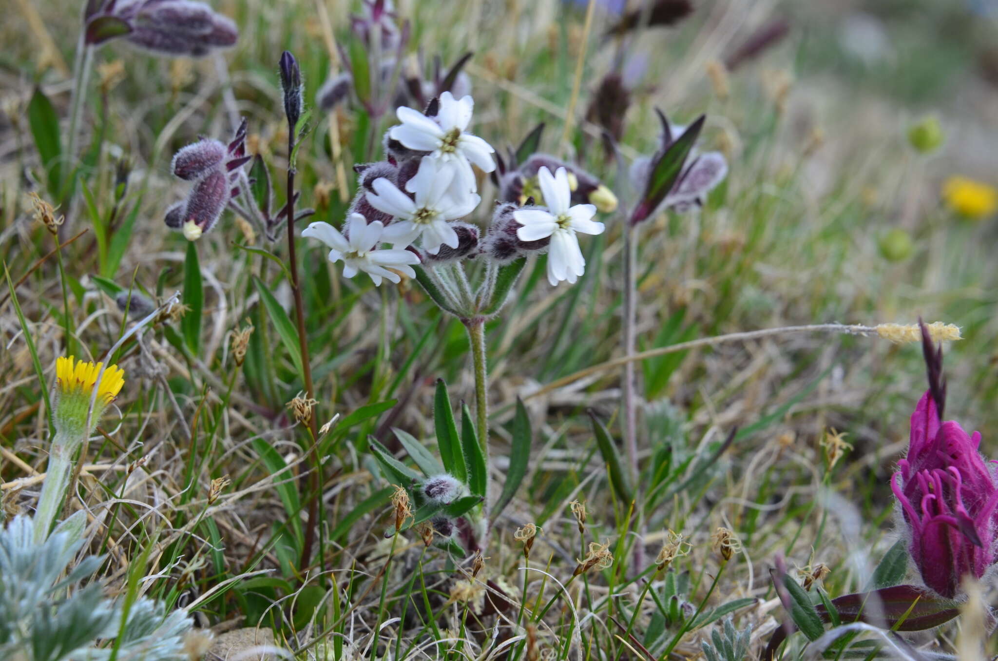 Image of pink campion