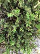 Juniperus rigida subsp. conferta (Parl.) Kitam. resmi