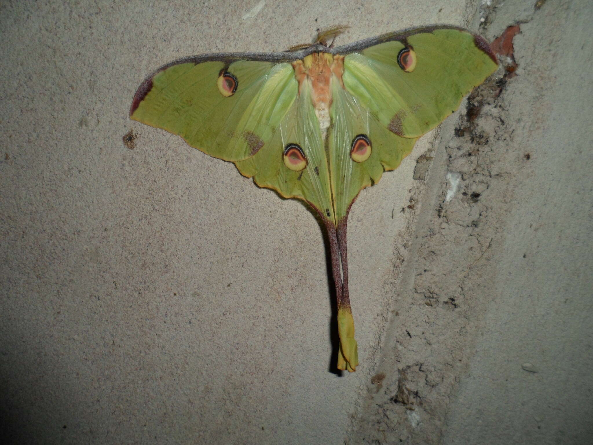 Image of African Luna Moth