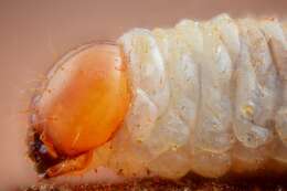 Image of European spruce beetle