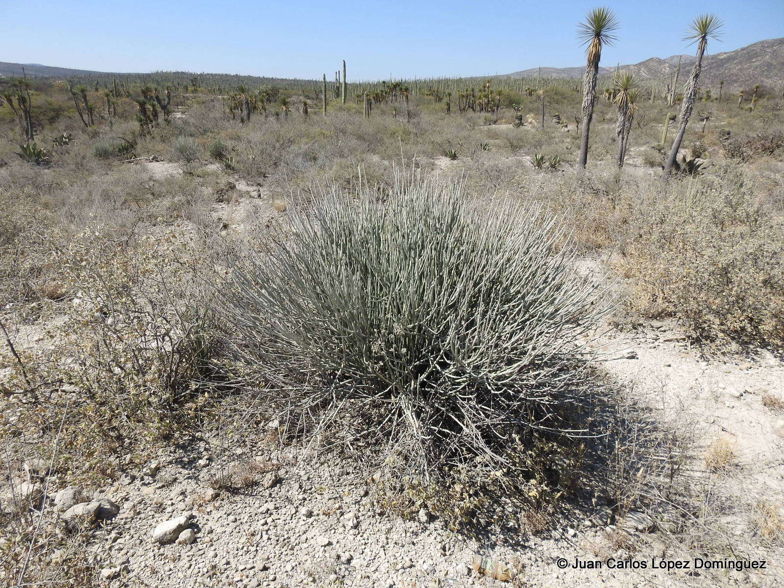 Image of Euphorbia cymbifera (Schltdl.) V. W. Steinm.