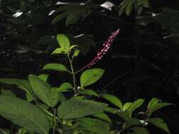 Image of Venezuelan pokeweed