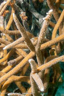 Image of Staghorn Coral