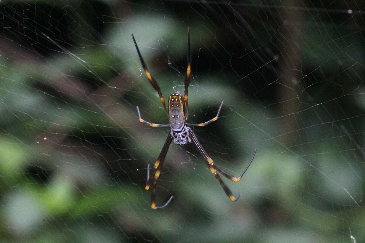 صورة Trichonephila plumipes (Latreille 1804)