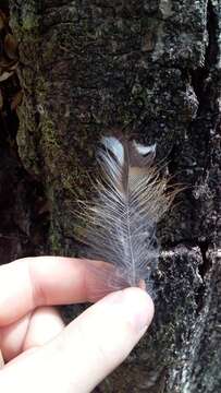 Image of Morepork