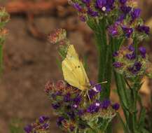 Image of pale cloudedyyellow