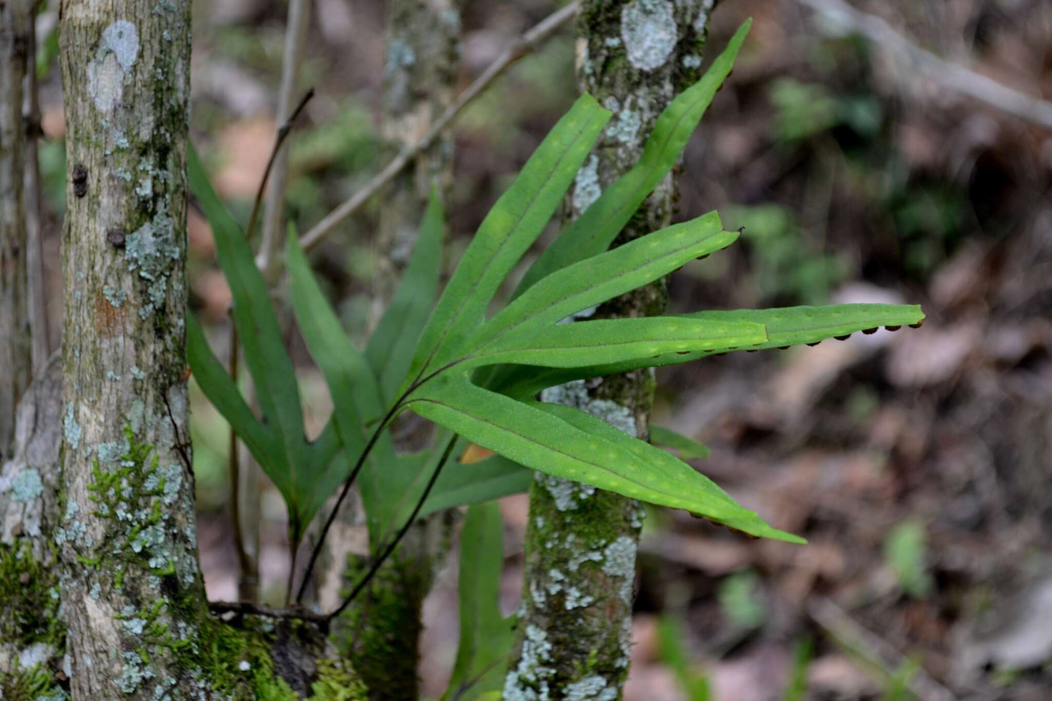 Image of Pleopeltis angusta Humb. & Bonpl. ex Willd.
