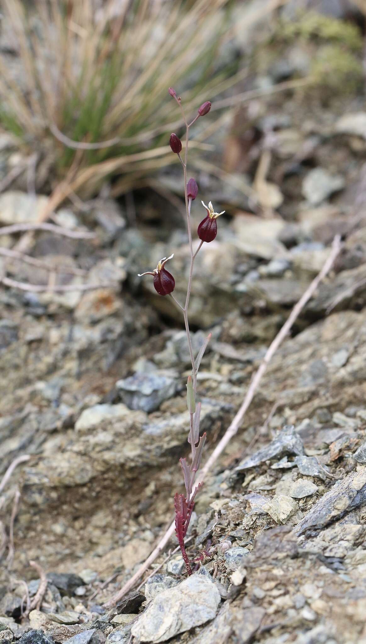 Image of Tiburon jewelflower