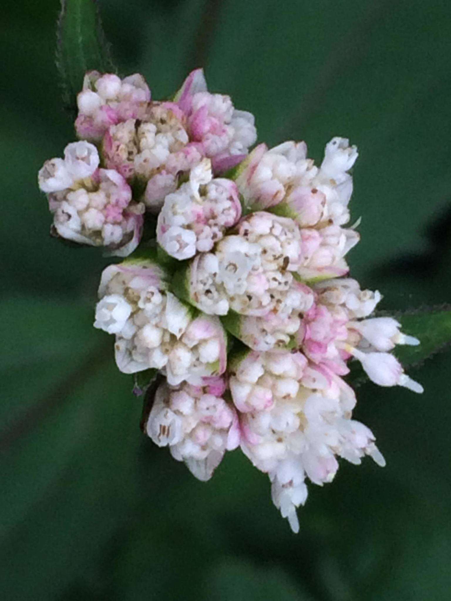 Image of Desmanthodium ovatum Benth.