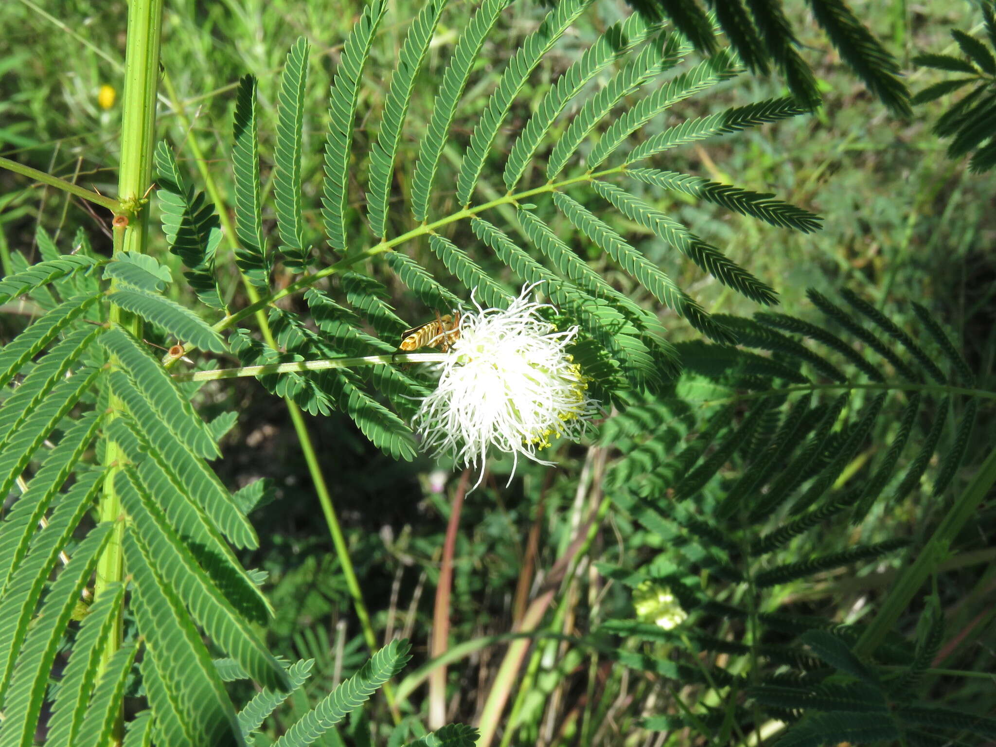 Слика од Desmanthus bicornutus S. Watson